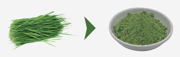 wheatgrass powder
