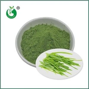 Polvo de jugo de hierba de cebada