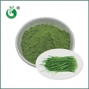 Jugo de hierba de trigo en polvo