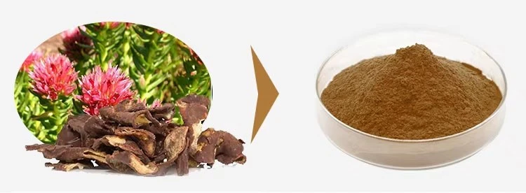 Rhodiola Rosea Extract